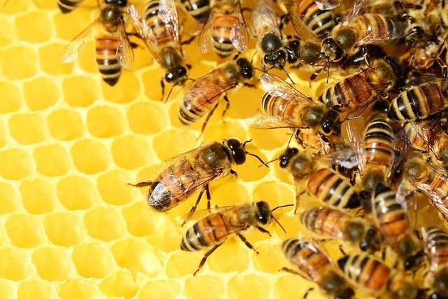 produse comune apicole
