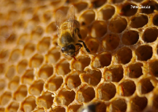 la-apicultura