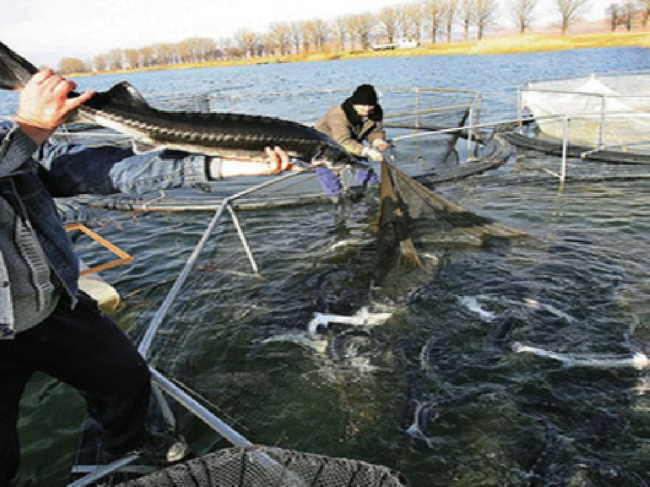 sturgeon-overfishing-in-the-danube