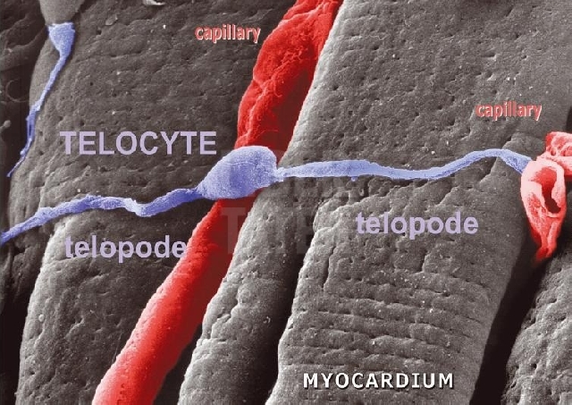 telocytes-and-liver-regeneration
