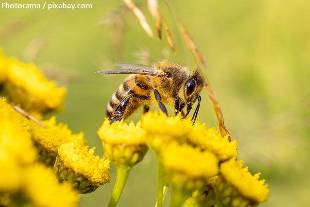 Европейская петиция о спасении пчел