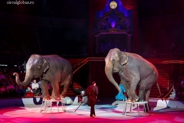 Цирк без тварин