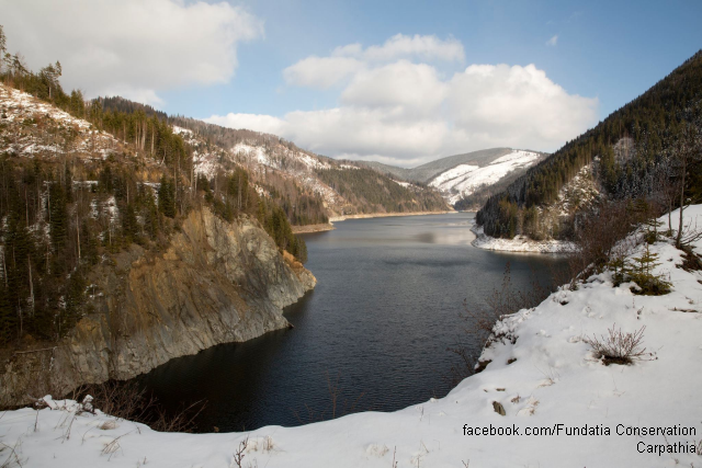 the-green-planet-protecting-the-forests-of-the-carpathians