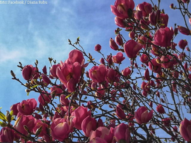 la-carte-des-magnolias-