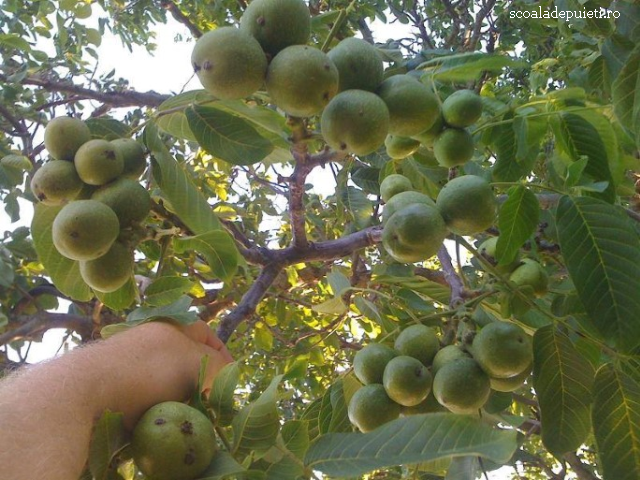 Выращивание грецкого орехa в Румынии            