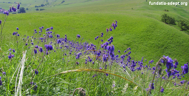 terenuri-agricole-cu-inalta-valoare-naturala-