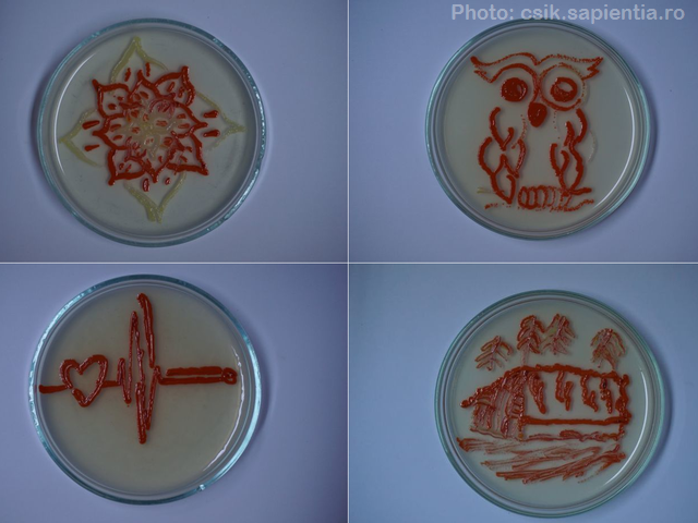 Картини з дружніх бактерій
