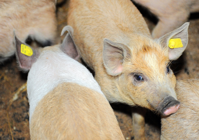 african swine fever reported in romania