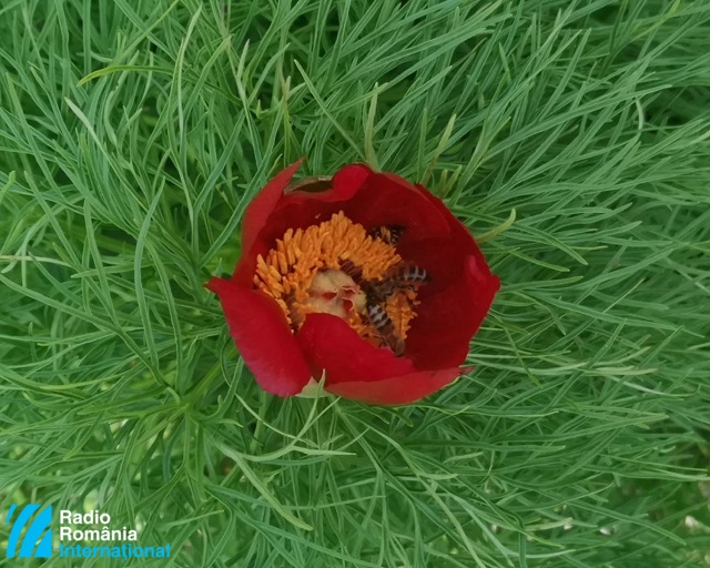 Radio Romania International - La peonía, flor nacional de Rumanía