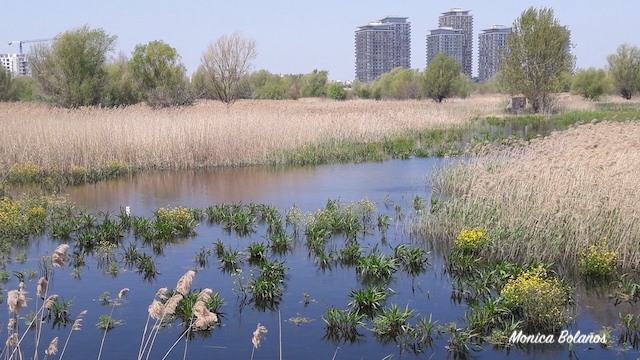 lobservation-des-oiseaux-dans-le-parc-naturel-de-vacaresti-