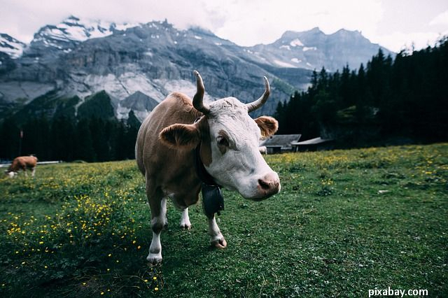 strategie-europeana-pentru-biodiversitate