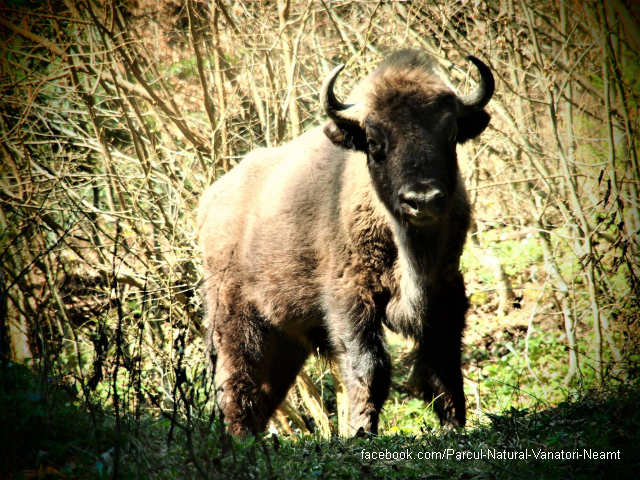 bison-land