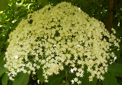 Radio Romania International 16年6月15日 接骨木花的饮料和甜食