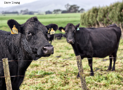 Radio Romania International Cresterea Bovinelor Pentru Carne