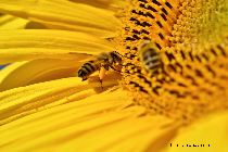 inițiativă cetățenească pentru interzicerea utilizării pesticidelor și salvarea albinelor