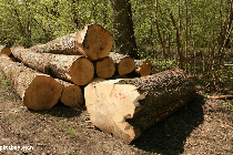 totholz im wald: nützlich, neutral oder schädlich?