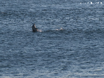 recensement des dauphins en mer noire 