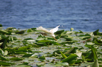protéger les espèces menacées du delta du danube