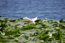 the danube delta