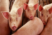 producers in romania’s pork industry in search of new solutions