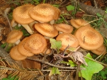 mushroom dishes