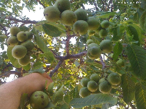 la nuciculture en roumanie 
