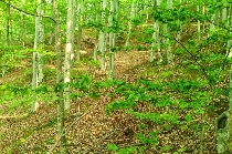 forêts roumaines proposées au patrimoine mondial de l'unesco