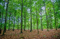 a petition for the reforestation of romania
