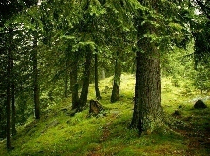 plus de 2000 ha de forêts vierges ont été sauvées de la destruction 