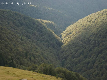 une campagne pour protéger la forêt