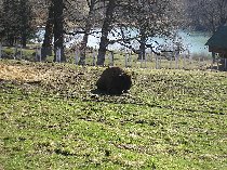 le pays du bison, un pays de légende