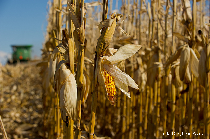 romania’s food and farming industry