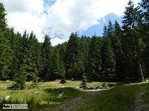 le reboisement du massif de făgăraş