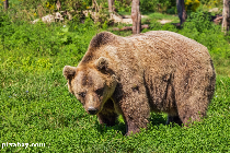 l'ours dans la mentalité populaire roumaine