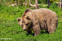 fauna protejată, în atenţia autorităţilor