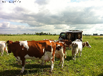 romania's dairy market 