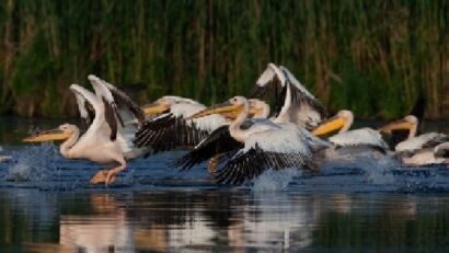 La protection des oiseaux en Roumanie