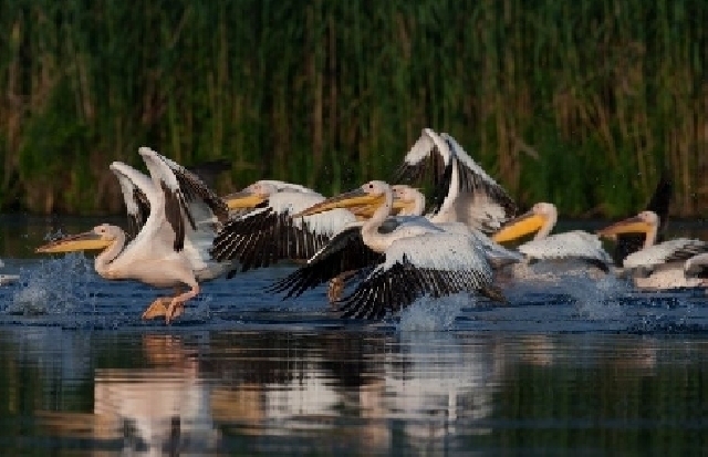 Vogelschutz in Rumänien: Reiche Avifauna, mangelhaftes Jagdgesetz