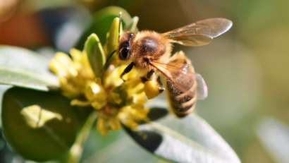 Aufruf an Europa: Rettet die Bienen!