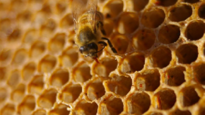 La apicultura