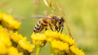 Европейская петиция о спасении пчел