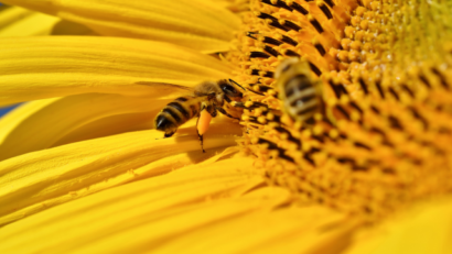 Déclin de la population d’abeilles et d’autres pollinisateurs