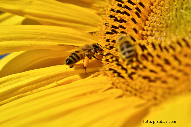 Déclin de la population d’abeilles et d’autres pollinisateurs