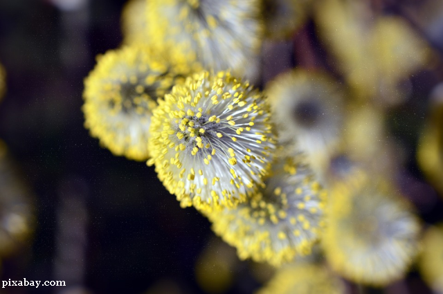 Romanians and Seasonal Allergies