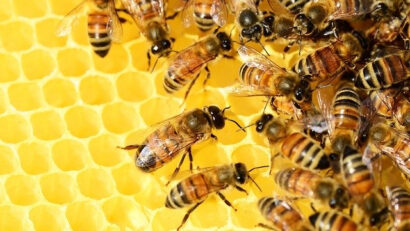 Європейська петиція про порятунок бджіл