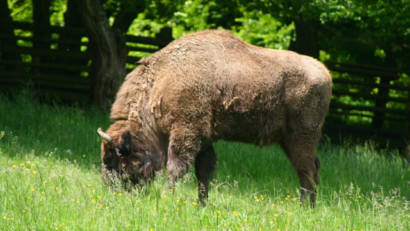 L’avenir des bisons d’Europe en Roumanie