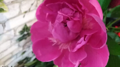 Blumenpracht im Frühling: Die Pfingstrosen in Naturschutzgebieten