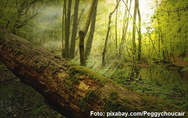 «Мертва деревина в лісах: корисна, нейтральна чи шкідлива?»