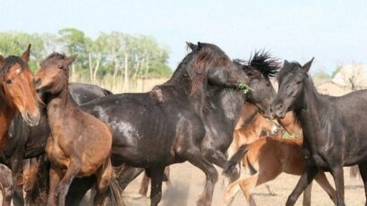 Захист диких коней у дельті Дунаю