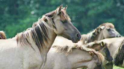 Los caballos salvajes de Letea